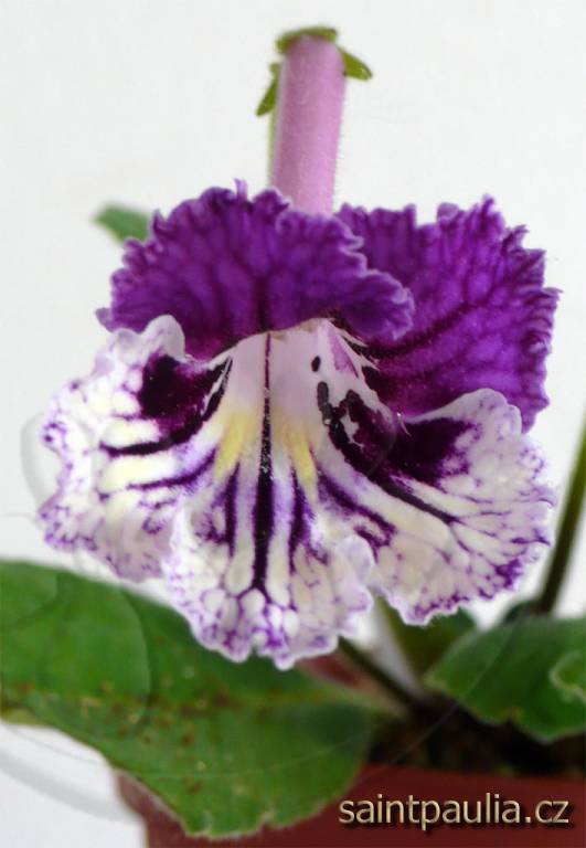 Dimetris