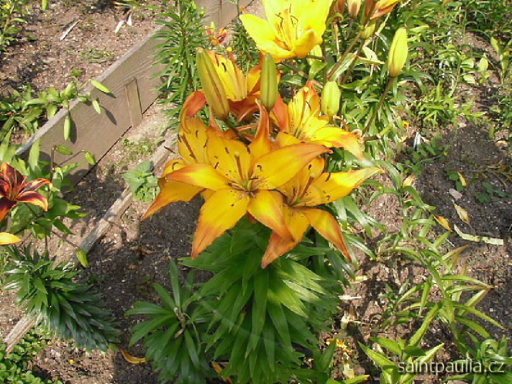 P7130027