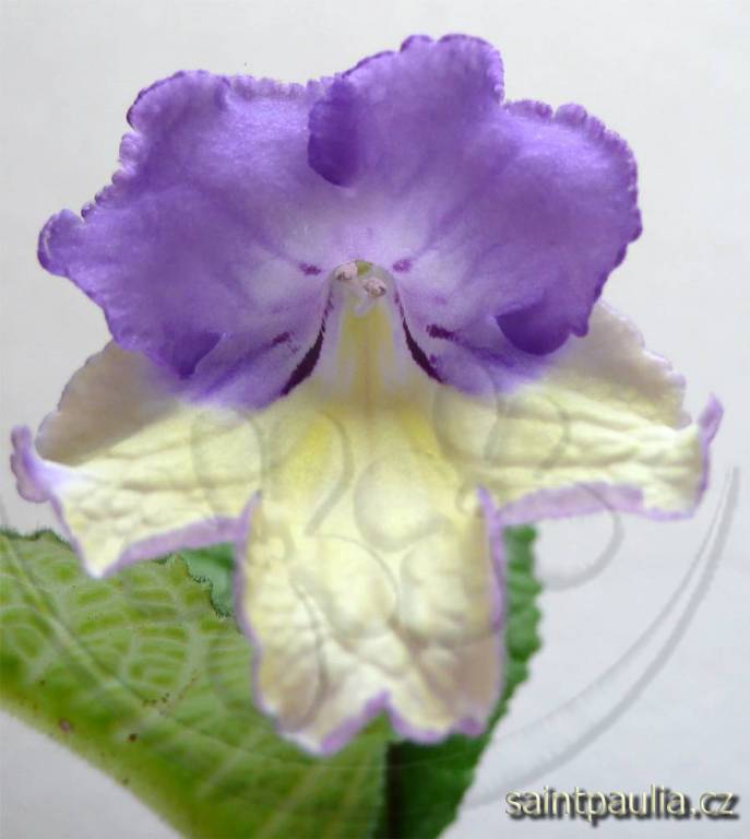 Lavanda
