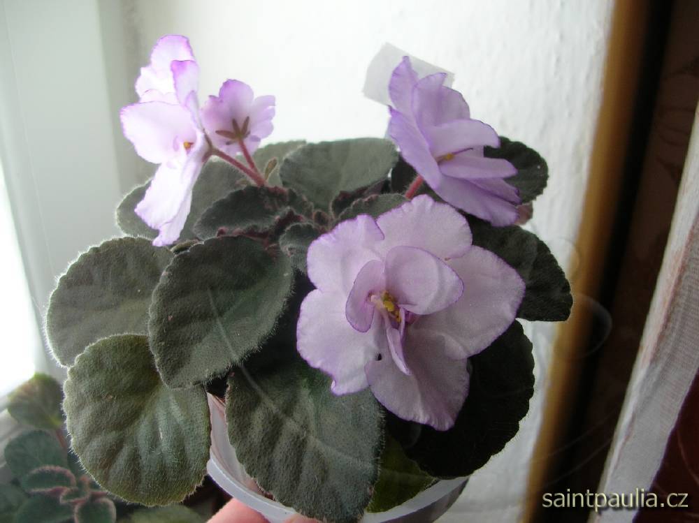 Buckeye Blushing