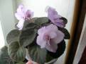 Buckeye Blushing