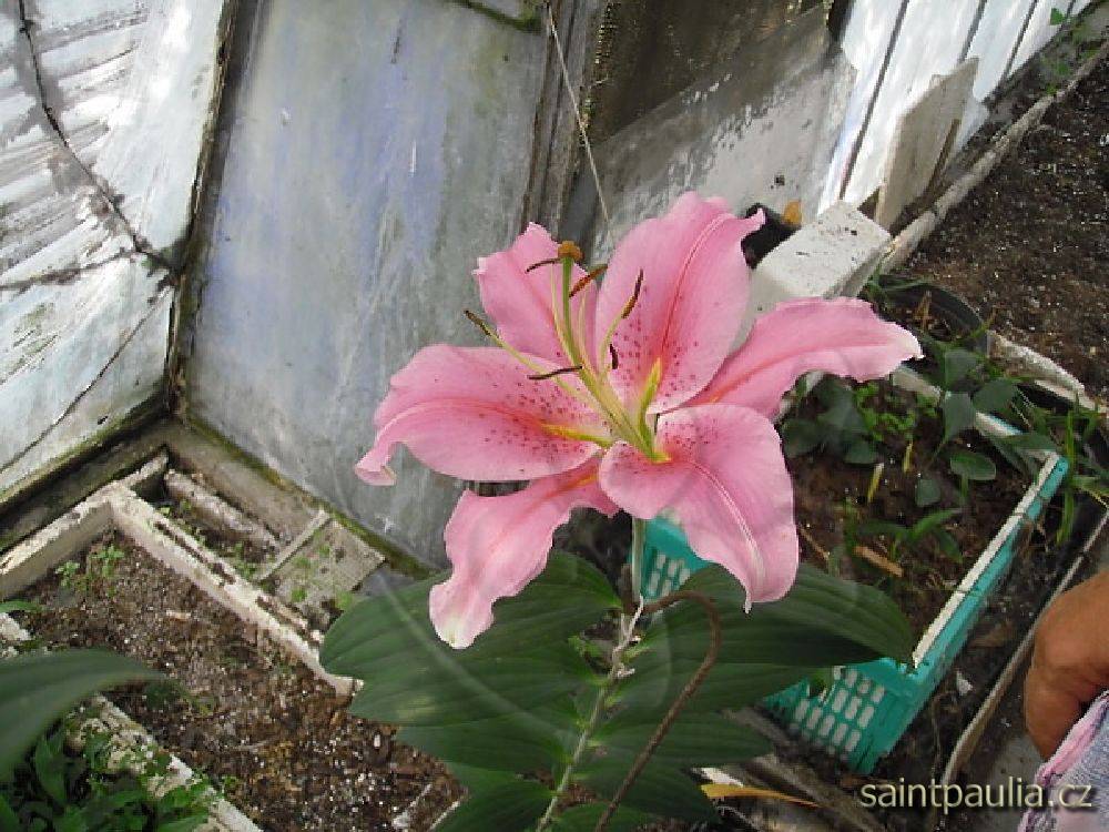 P7130030