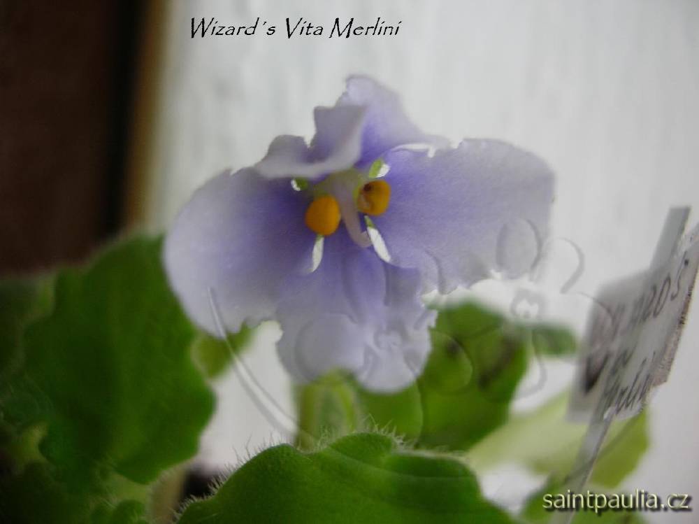 Wizard's Vita Merlini