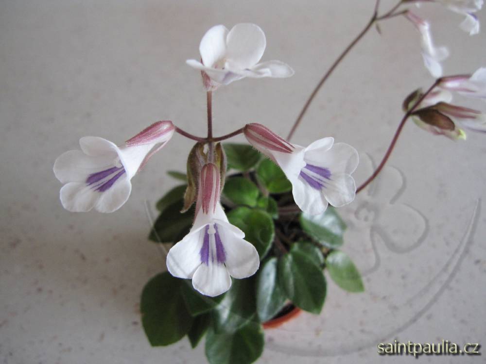 Primulina tamiana
