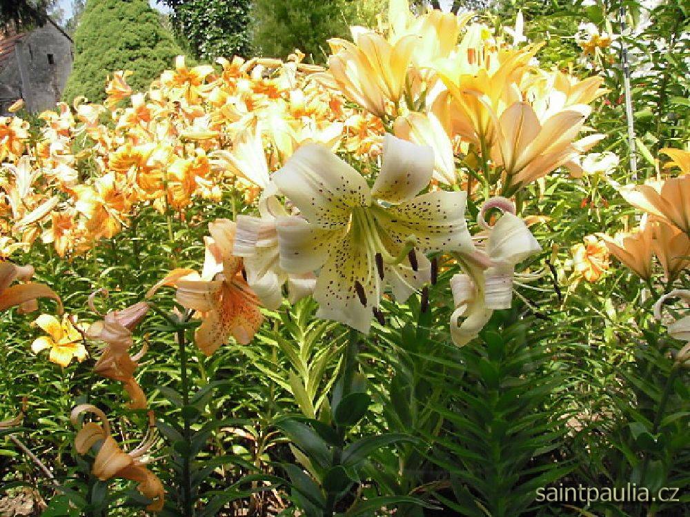 P7130035