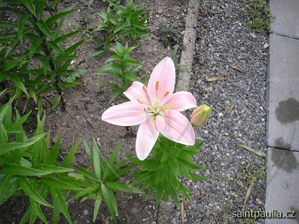 P7130036