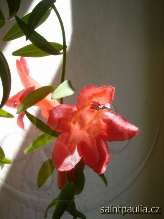 Japhrolepis
