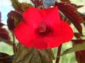 Achimenes erecta