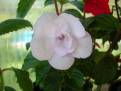 Double Picotee Rose