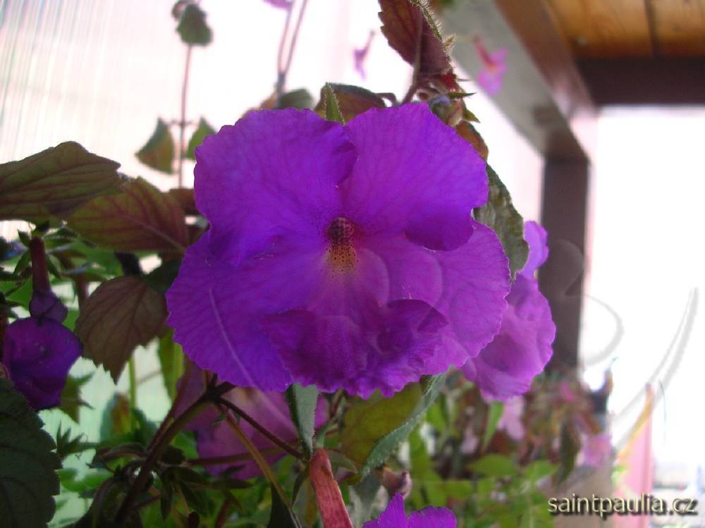 Pulcherrima