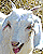 Uživatelský avatar
