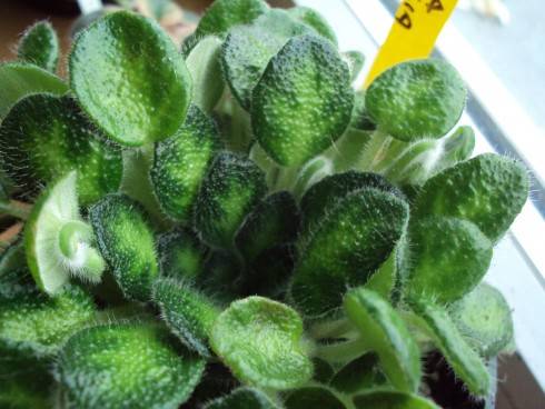 Petrocosmea rosettifolia.jpg