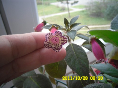 Heartland's Blackberry Butterfly.jpg