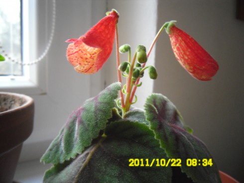 Smithiantha zebrina.jpg