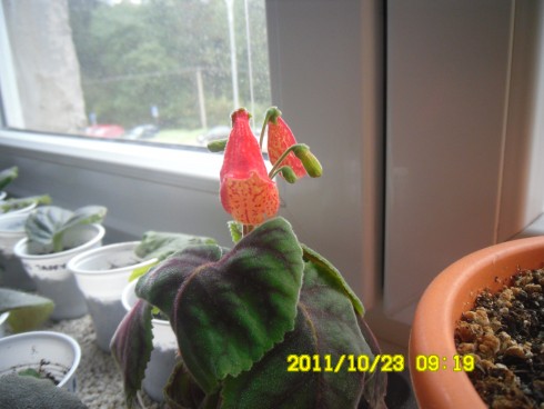 Smithiantha zebrina.jpg
