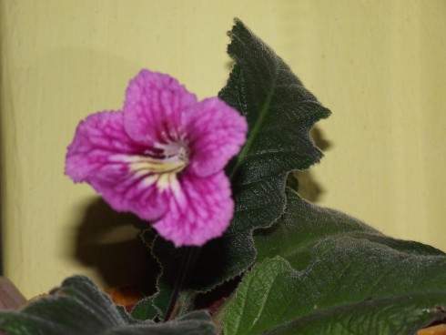 Bristol's Sixth Scents.jpg