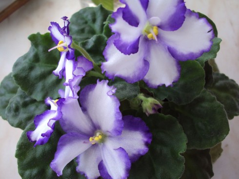 f.bezejmenka modrobila.jpg