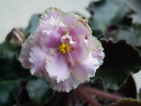 Rob's Antique Rose.jpg