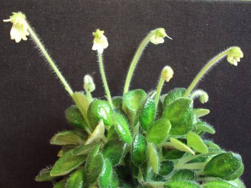 Petrocosmea rosettifolia.jpg