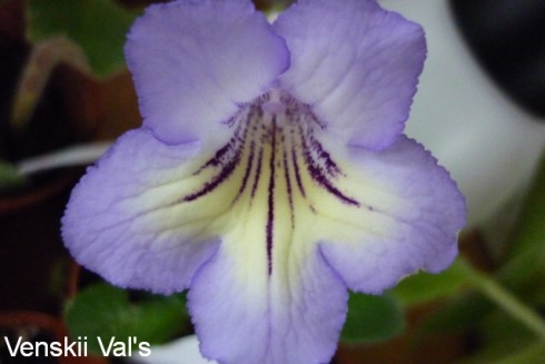 TsF-Venskii Val's.jpg