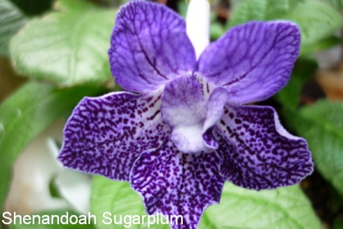 Shenandoah Sugarplum.jpg