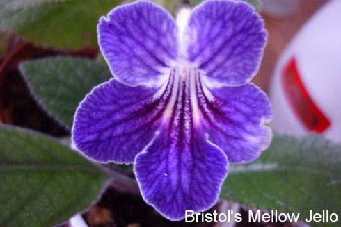 Bristol's Mellow Jello.jpg
