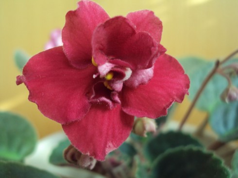 Tomahawk.jpg