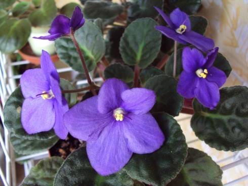 f.bezejmenka fialova.jpg