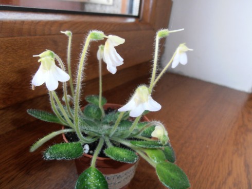Petrocosmea rosettifolia.jpg