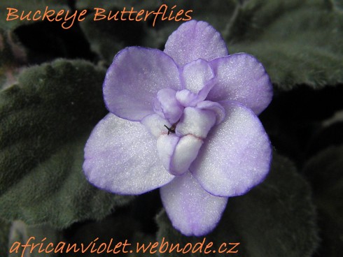 Buckeye Butterflies.jpg