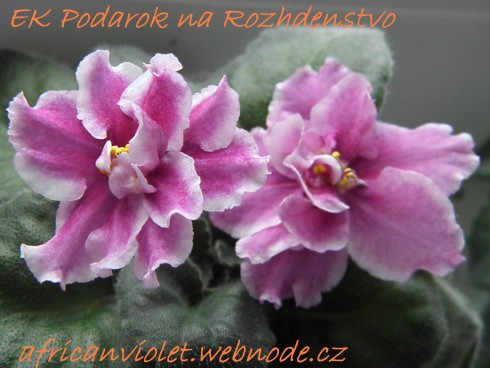 EK-Podarok na Rozhdestvo.jpg