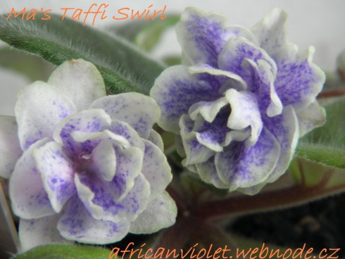 Ma's Taffy Swirl.jpg
