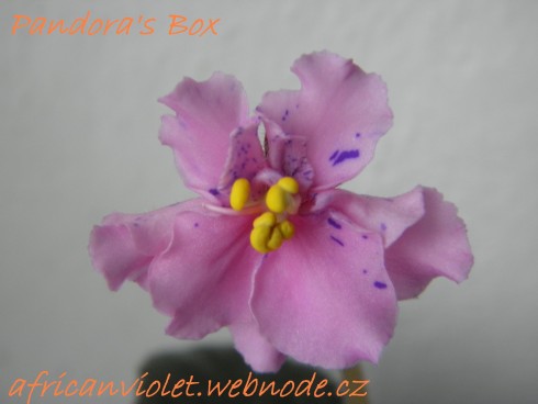 Pandora's Box.jpg