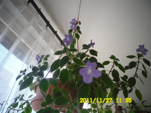 Streptocarpus saxorum.jpg