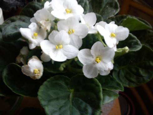 bílá.jpg