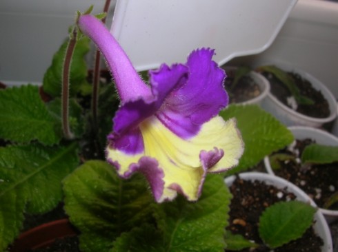 Silvia.jpg