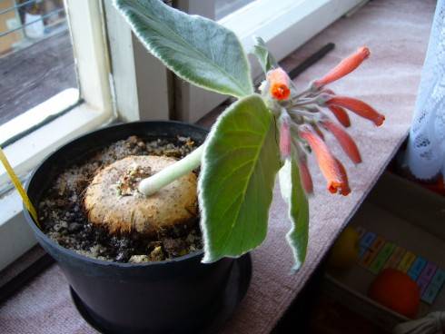 Sinningia leucotricha.jpg