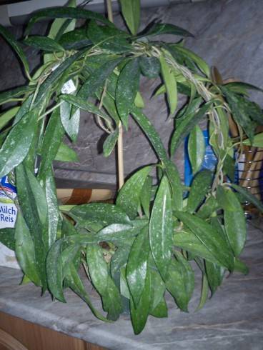 Hoya pubicalyx Silver Pink.jpg