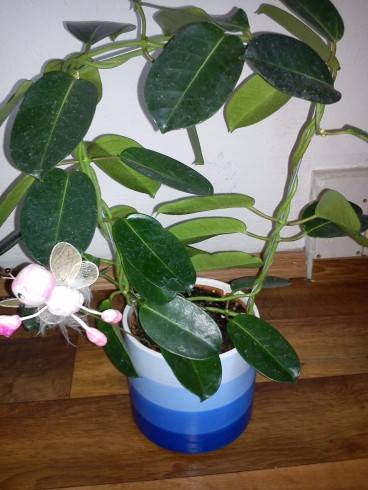 Stephanotis floribunda.jpg