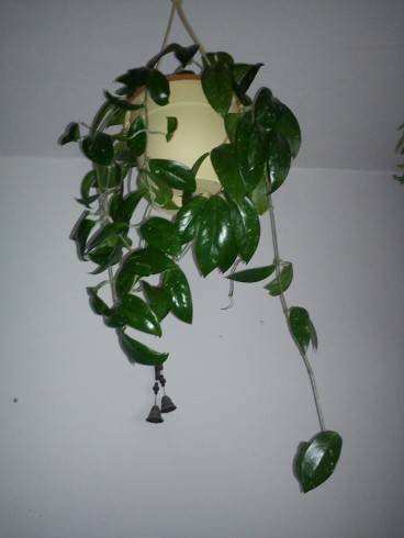 Hoya carnosa.jpg