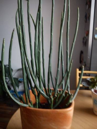 Euphorbia Overig.jpg