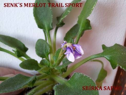 Senk's Merlot Sport.jpg