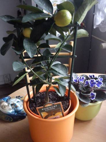 Calamondin.jpg