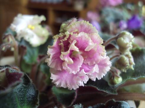 Rob's Antique Rose.jpg