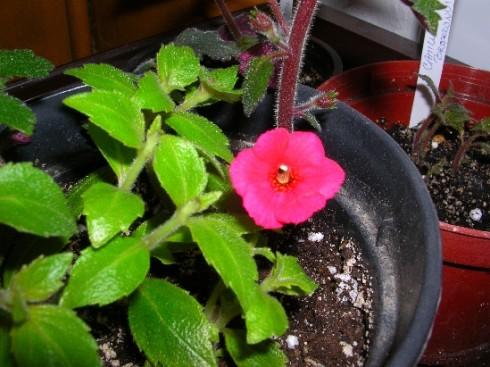 A. erecta.jpg
