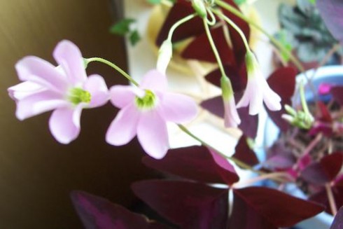 oxalis.JPG
