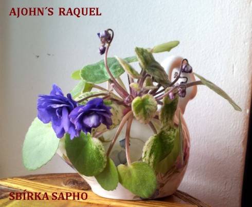 Ajohn's Raquel.jpg