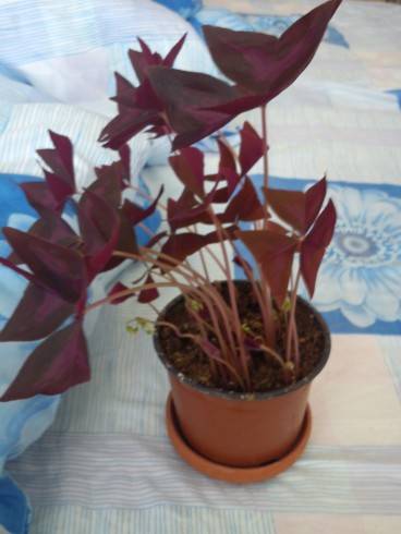 Oxalis.jpg
