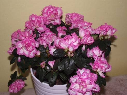 DSCF6661.jpg