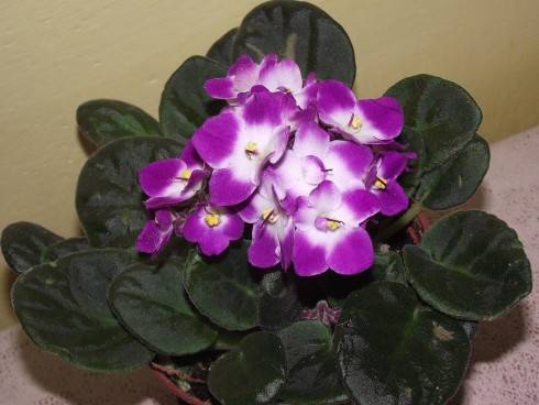 DSCF6653.jpg